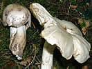 Tricholoma columbetta, Tricholome blanche colombe