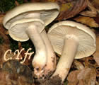 Tricholoma saponaceum, Tricholome Ã  odeur de savon, Tricholome savonneux, savonnier.