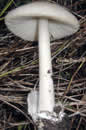 Volvariella gloiocephala - Volvaire gluante