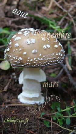 Amanita pantherina