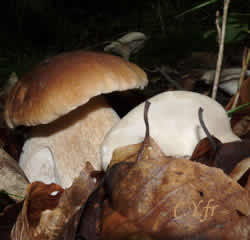 Les champignons Ã  pores : Boletus edulis et son garde cÃ¨pe : garde cÃ¨pe : Clitopilus prunulus dit Clitopile petite prune ou Meunier.