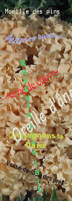 Champignons par noms franÃ§ais 2