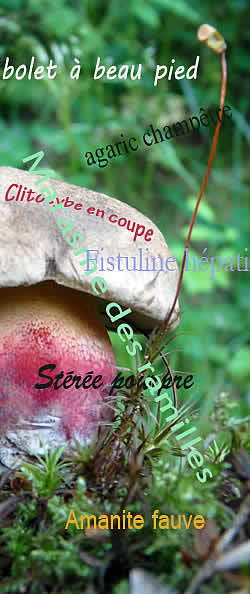 Champignons par noms vernaculaires franÃ§ais 3
