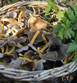 Un beau panier de champignons sauvages, c'est parti pour une omelette.