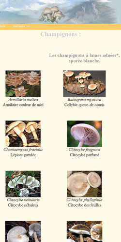 Les champignons Ã  lames adnÃ©ees.