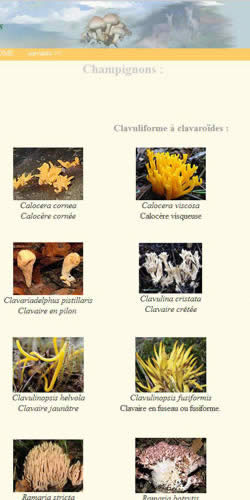 Les champignons de formes diverses, atres que le forme classique du champignons.