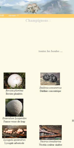 Champignons : les champignons en forme de boules