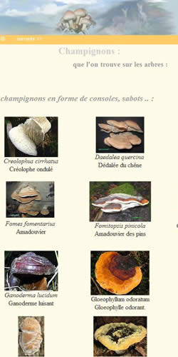 Les champignons sur arbres, consoles et autres.