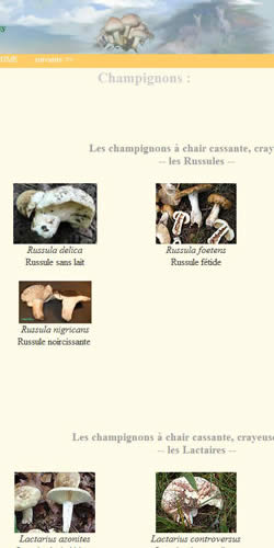 Champignons : russules et lactaires.