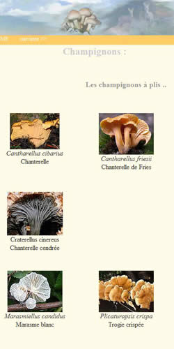 Champignons Ã  plis et aiguillons