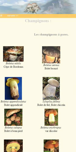 Les champignons Ã  hymÃ©nium porÃ©