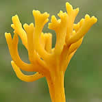 Les champignons aux formes diffÃ©rentes.