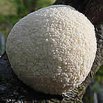 Les champignons aux formes rondes, sphÃ©riques, en poire et autres boules.