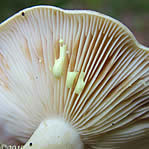 Les champignons Ã  chair cassante, granuleuse et avec du lait pour certains