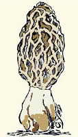 Dessin champignon : la morille / ChampYves