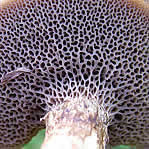 Les champignons qui prÃ©sentent des pores sous le chapeau, Ã  hymÃ©nium porÃ©.