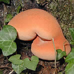 Les champignons qui poussent sur les arbres, consoles, tramÃ¨tes, pleurotes â¦