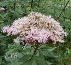 Photo 3 : Corymbe dâeupatoire : Eupatorium cannabinum.