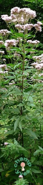 Photo 1 : Eupatorium cannabinum, une eupatoire qui peut atteindre et dÃ©passer les 2 mÃ¨tres de hauteur !