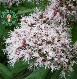 Photo 5 : En sâÃ©panouissant, les fleurs de lâEupatoire se couvrent de poils soyeux leurs donnant ainsi  un aspect vaporeux.